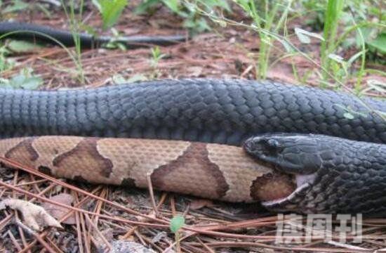 蟒蛇中体型最大的蟒蛇是什么蛇（长2.8米的北美蛇王）(3)
