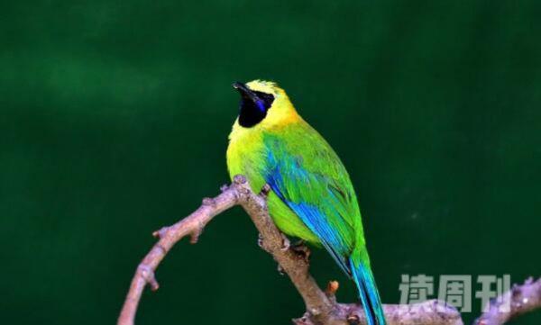 蓝翅叶鹎：中国稀有鸟类长仅15厘米(叫声悦耳如流水)