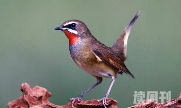 红点颏：中国名贵笼鸟长仅14厘米(戴着红色的围嘴)(1)