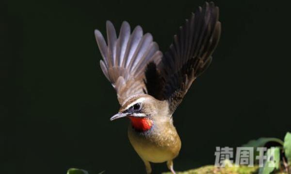 红点颏：中国名贵笼鸟长仅14厘米(戴着红色的围嘴)(2)