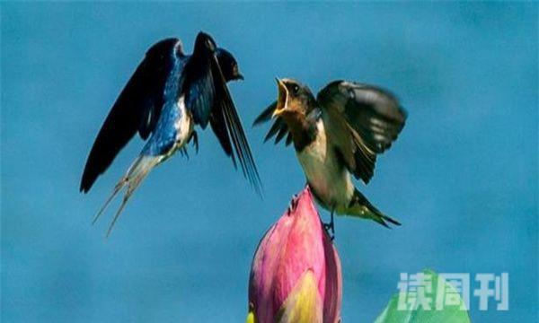 游隼和尖尾雨燕谁飞得最快：尖尾雨燕（飞行速度最快的鸟类）(1)