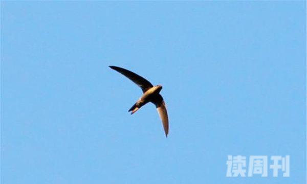 游隼和尖尾雨燕谁飞得最快：尖尾雨燕（飞行速度最快的鸟类）(2)