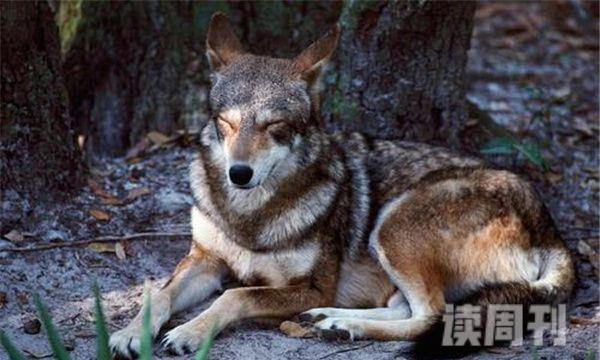 已灭绝的狼新墨西哥狼-灭绝于1920年(1)