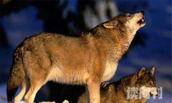 已灭绝的狼新墨西哥狼-灭绝于1920年(2)