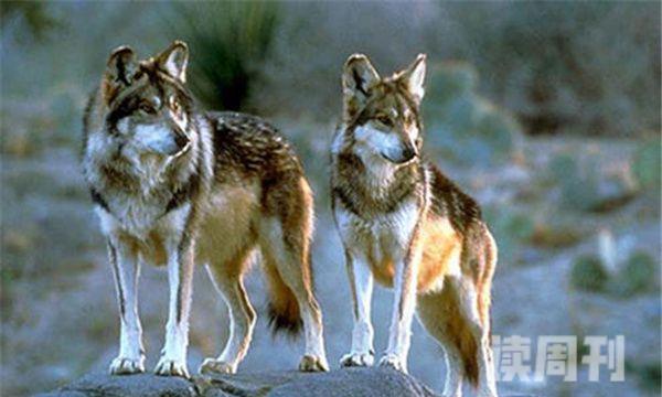 已灭绝的狼新墨西哥狼-灭绝于1920年(4)