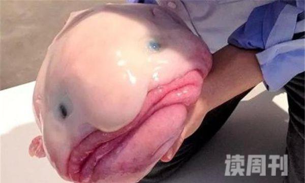 十大最恐怖的远古鱼类水滴鱼-世界上最丑的生物之一