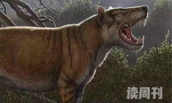 狮鬣兽生活于2300万年前-灭绝的史前巨兽(3)