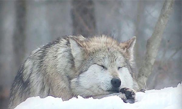 狼的战斗力十大排名南极狼排名最末-能够改变体毛颜色
