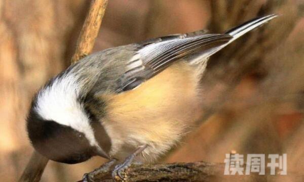 褐头山雀重仅9克鸣叫声频繁-通过叫声保持联系