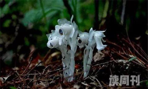 传说中最神秘的花水晶兰-野生数量少