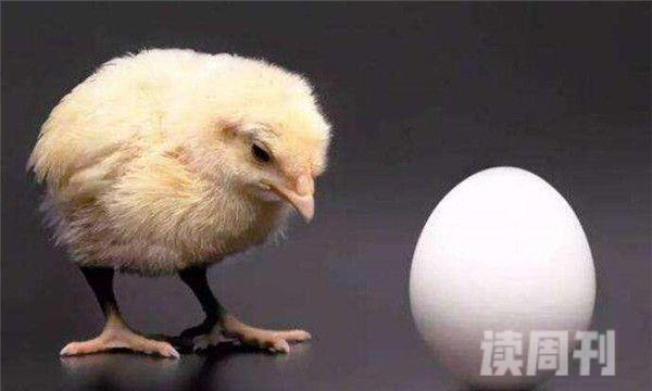 先有鸡还是先有蛋的最佳标准答案（世上先有鸡还是先有蛋）(2)