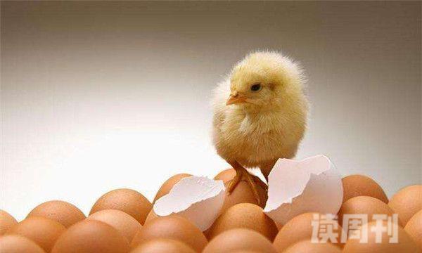 先有鸡还是先有蛋的最佳标准答案（世上先有鸡还是先有蛋）(3)