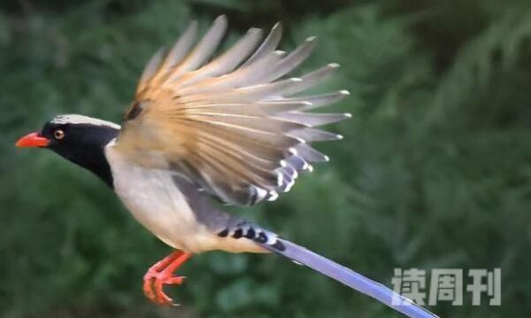 红嘴蓝鹊长达65厘米性格凶猛-会攻击鸟类和人类