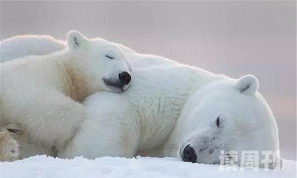世界上最大的北极熊重达800公斤-冬眠时体重增加