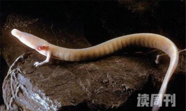 十大无眼动物洞螈上榜第二主要在黑暗环境当中生存