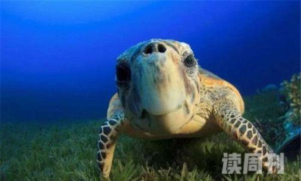 绿蠵龟体内脂肪含叶绿素得名-硬壳海龟中体型最大之一