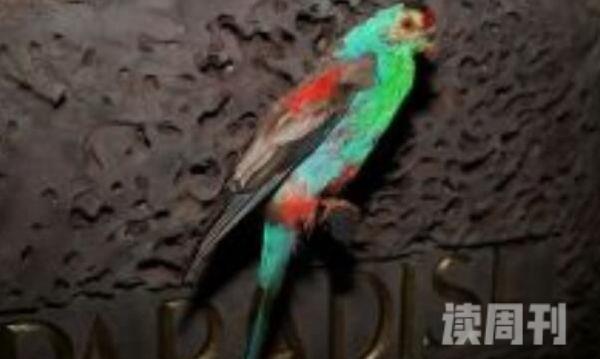 乐园鹦鹉澳大利亚珍稀物种性格活泼-不嘈杂(2)