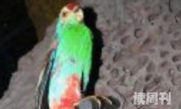 乐园鹦鹉澳大利亚珍稀物种性格活泼-不嘈杂(3)