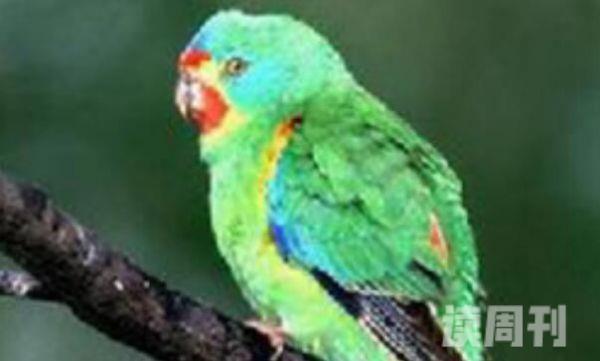 乐园鹦鹉澳大利亚珍稀物种性格活泼-不嘈杂(4)