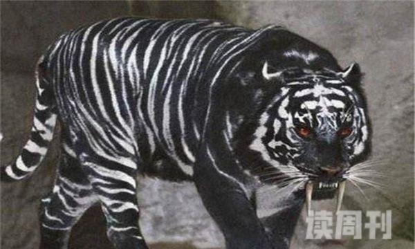 黑蓝虎和东北虎哪一个更厉害无从比较-黑蓝虎已经灭绝