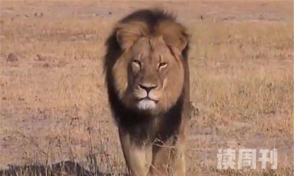 非洲最强的狮王排名莫伦排名第一-力量强大