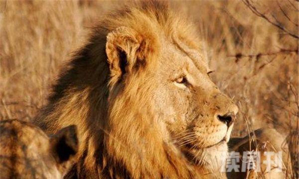 非洲最强的狮王排名莫伦排名第一-力量强大(3)