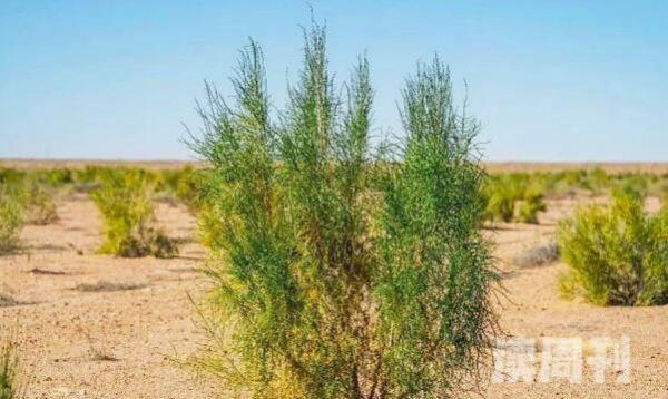 沙漠常见四种植物胡杨被誉为沙漠守护神-防风固沙主力军(4)