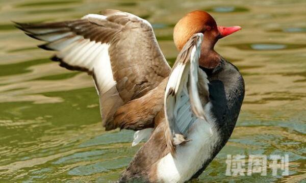 赤嘴潜鸭重达1千克性格迟钝-飞行笨重且迟缓(4)