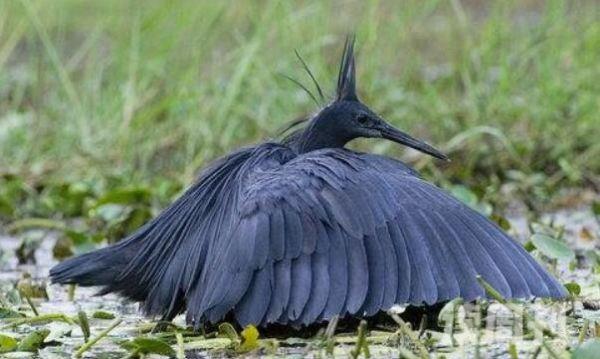 黑鹭长约42厘米心机腹黑-将翅膀搭成凉棚捕食(2)