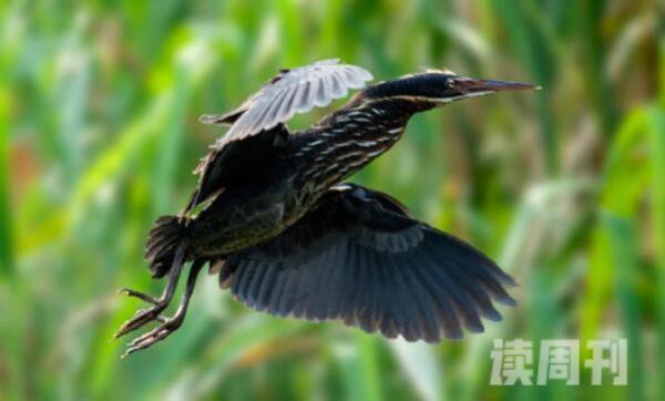 黑鹭长约42厘米心机腹黑-将翅膀搭成凉棚捕食(4)