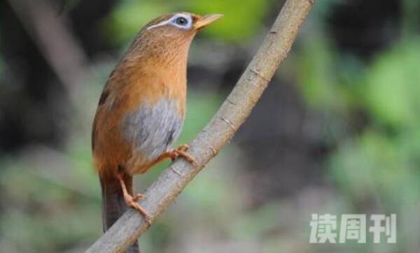 画眉鸟中国特产鸟类擅长引吭高歌-会模仿动物叫声(2)