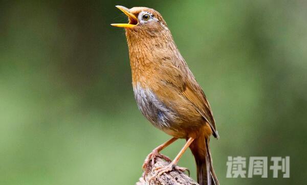 画眉鸟中国特产鸟类擅长引吭高歌-会模仿动物叫声(3)