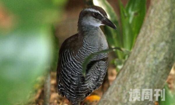 关岛秧鸡不会飞行鸟类长仅30厘米-1986年野外灭绝(3)