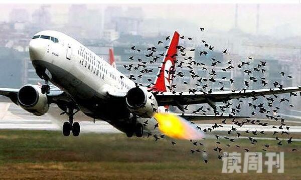 鸟对飞机的杀伤力有多大（因为飞机的相对速度大）(4)