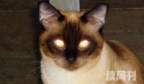 动物的眼睛为什么会发光眼睛底部有特殊晶点-可以反射光(1)