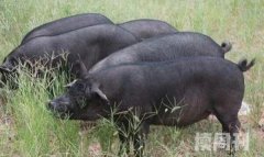 黑猪越来越少的原因（因为吃的人很少才导致本土黑猪的数量越来越少）
