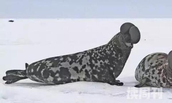 冠海豹出色的潜水者味觉非常灵敏-头戴鸡冠状帽子(1)