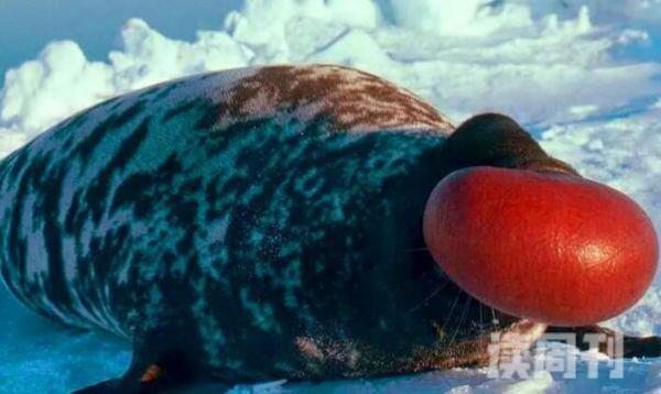 冠海豹出色的潜水者味觉非常灵敏-头戴鸡冠状帽子(2)