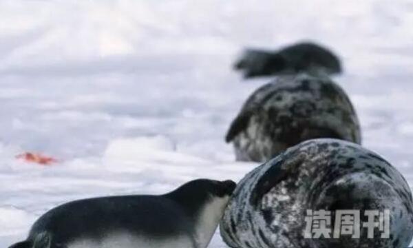 冠海豹出色的潜水者味觉非常灵敏-头戴鸡冠状帽子(3)
