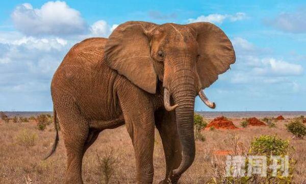 非洲森林象现存最小象类雄象会发生争斗-不会受伤(1)