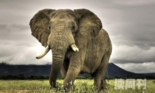 非洲森林象现存最小象类雄象会发生争斗-不会受伤(2)