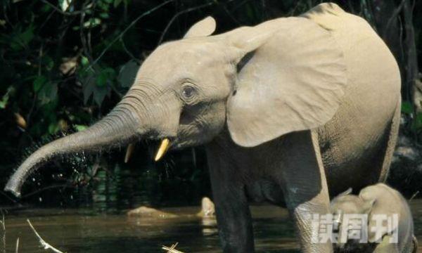 非洲森林象现存最小象类雄象会发生争斗-不会受伤(3)