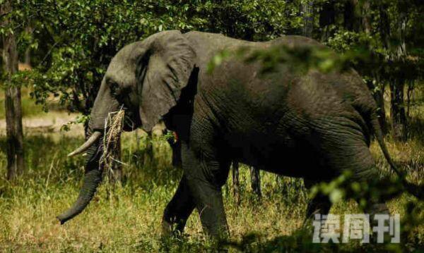 非洲森林象现存最小象类雄象会发生争斗-不会受伤(4)
