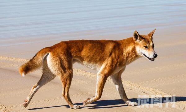 澳洲野狗食谱丰富群落等级严格-有统治权才能繁衍(3)