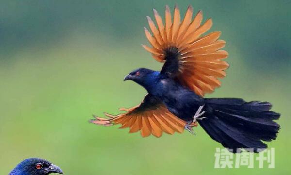 褐翅鸦鹃叫声如狗吠声行动很骚气-翅膀展开扭动(2)