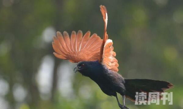 褐翅鸦鹃叫声如狗吠声行动很骚气-翅膀展开扭动(3)