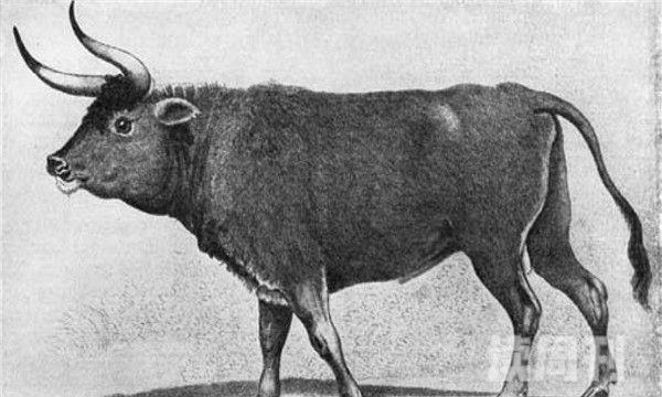 原牛诞生于一万多年前的物种-灭绝于人类之手(3)