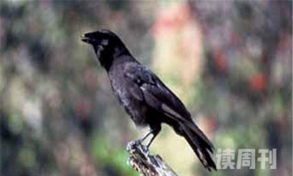 夏威夷乌鸦以黑色为底色-喜欢森林(1)