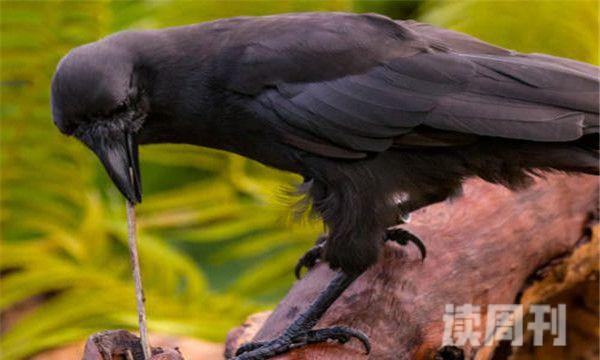 夏威夷乌鸦以黑色为底色-喜欢森林(3)
