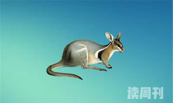 图拉克袋鼠主要生活在澳洲南部-属于小型袋鼠